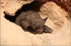 bats (WinCE)